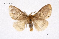 藏品(黃斑黃毒蛾)的圖片